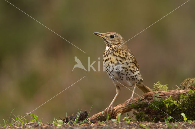 Grote Lijster (Turdus viscivorus)