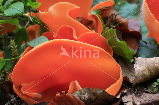 Orange Peel Fungus (Aleuria aurantia)