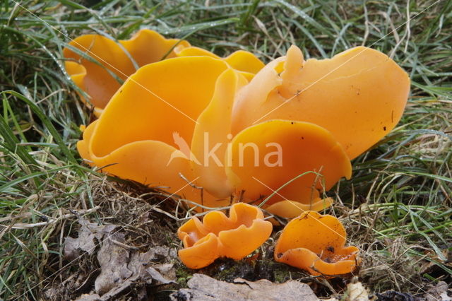 Grote oranje bekerzwam (Aleuria aurantia)