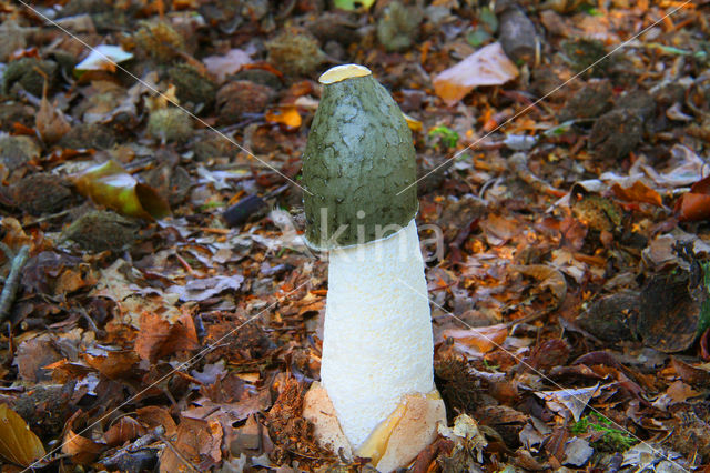 Grote stinkzwam (Phallus impudicus)