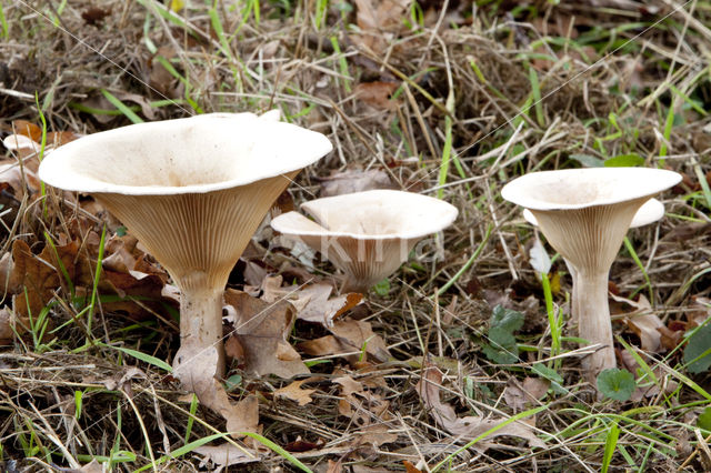 Funnel-cap (Clitocybe geotropa)