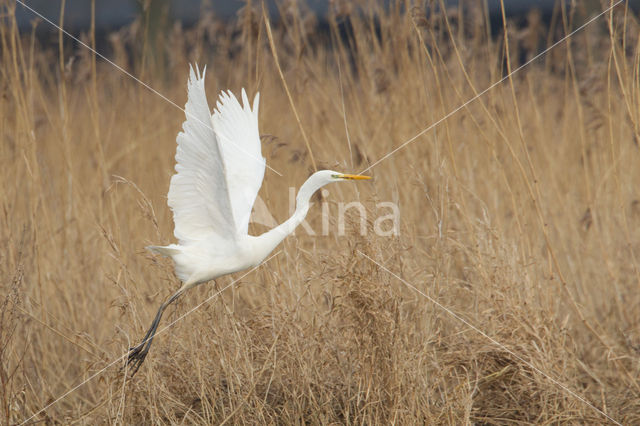 Grote Zilverreiger (Ardea alba)