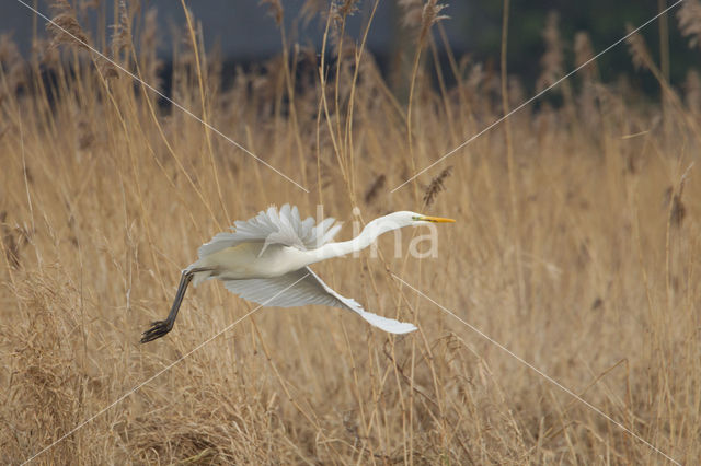 Grote Zilverreiger (Ardea alba)