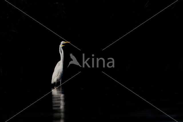 Grote Zilverreiger (Ardea alba)