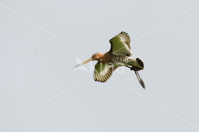 Black-tailed Godwit (Limosa limosa)