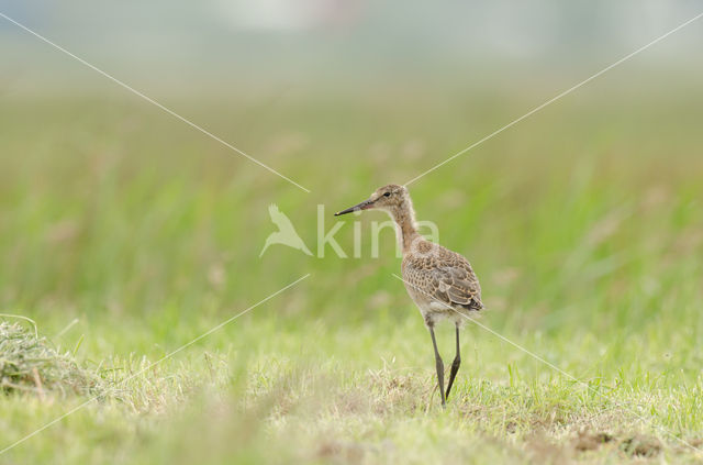 Black-tailed Godwit (Limosa limosa)