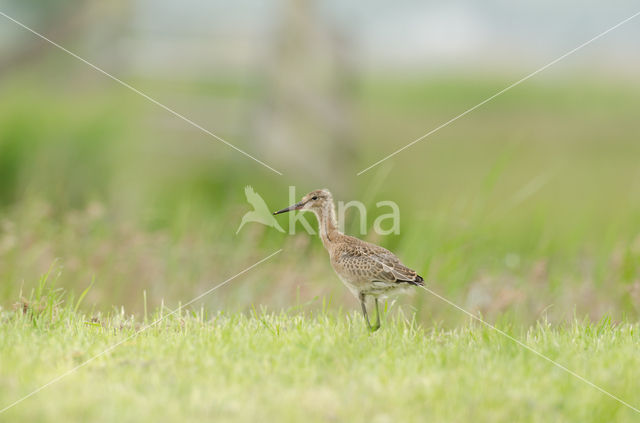 Grutto (Limosa limosa)