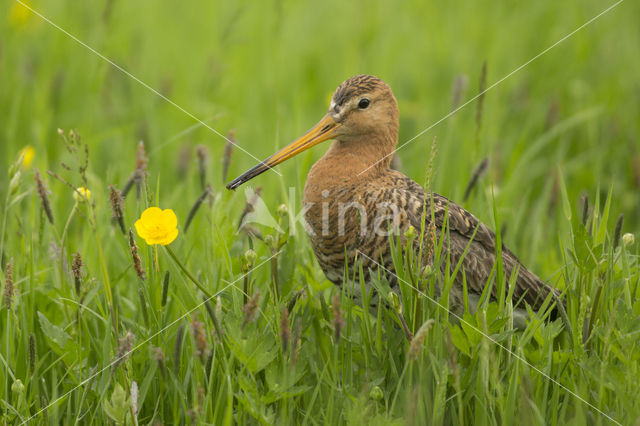 Grutto (Limosa limosa)