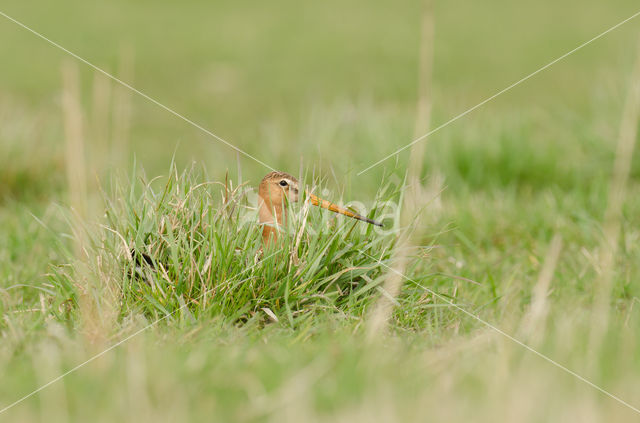 Black-tailed Godwit (Limosa limosa)