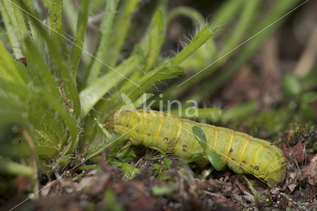 Flame Shoulder (Ochropleura plecta)