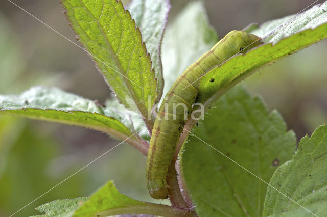 Haarbos (Ochropleura plecta)