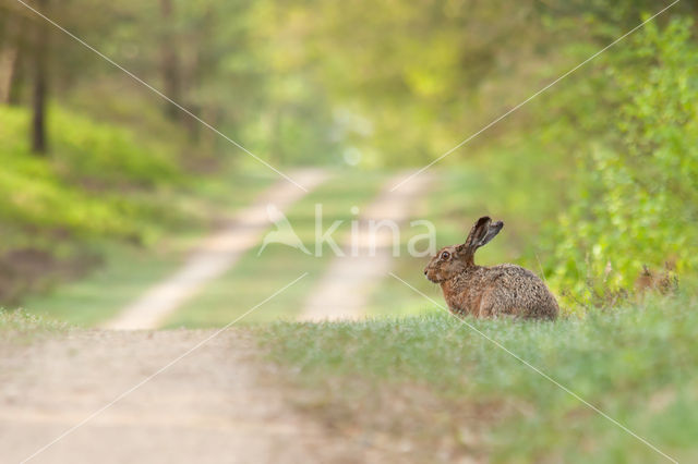 Brown Hare (Lepus europaeus)