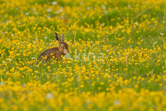 Brown Hare (Lepus europaeus)