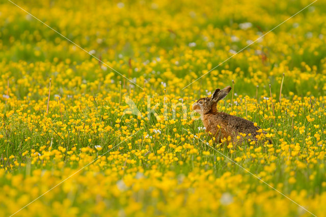 Haas (Lepus europaeus)