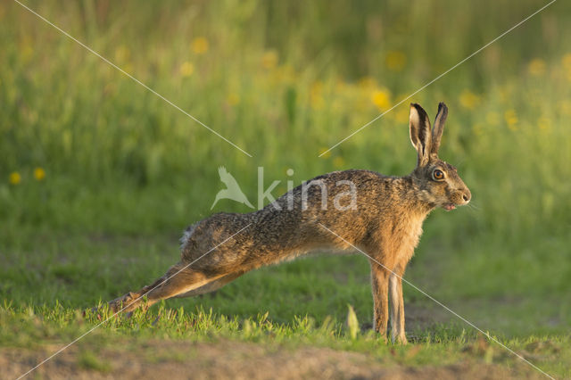 Brown Hare (Lepus europaeus)