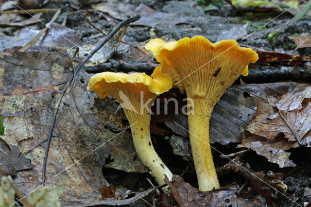 Chanterelle (Cantharellus cibarius)