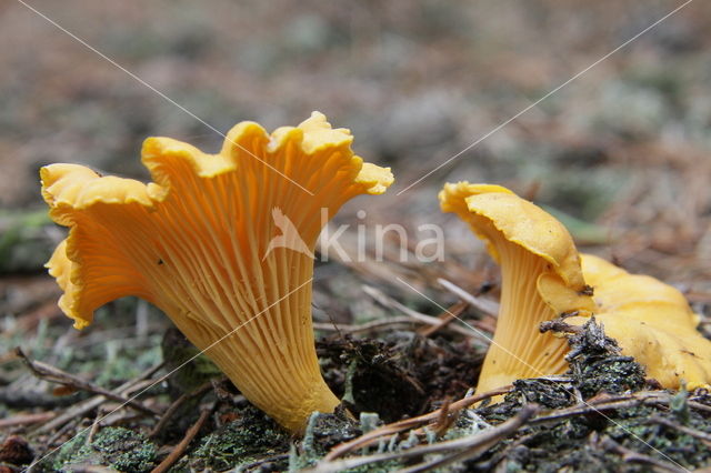 Chanterelle (Cantharellus cibarius)