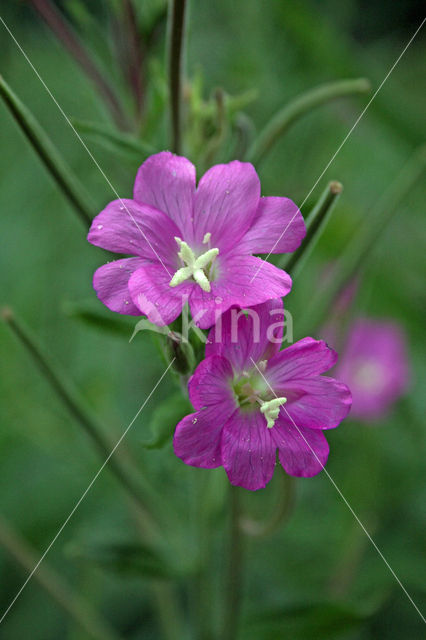 Harig Wilgenroosjes (Mompha bradleyi)