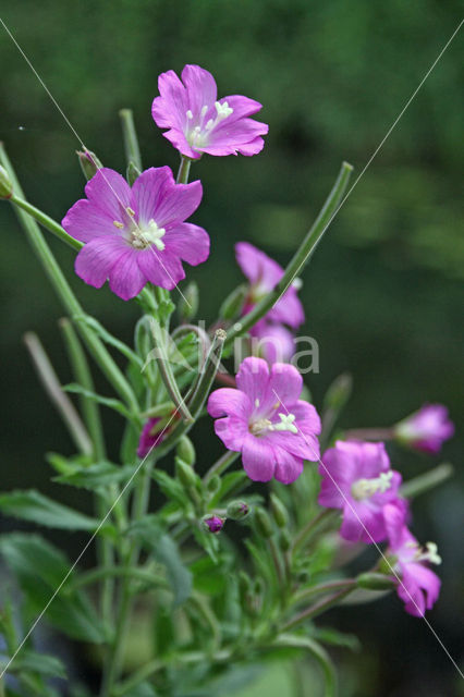 Harig Wilgenroosjes (Mompha bradleyi)