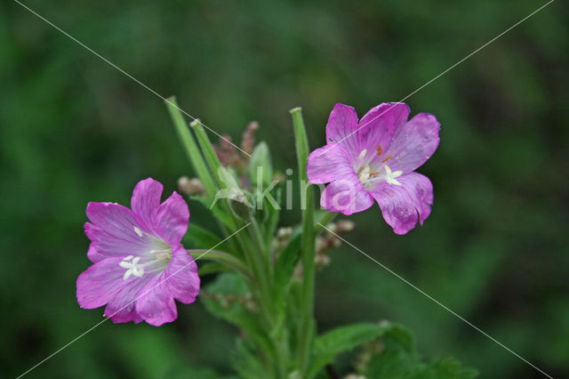 Great Hairy Willowherb (Epilobium hirsutum)