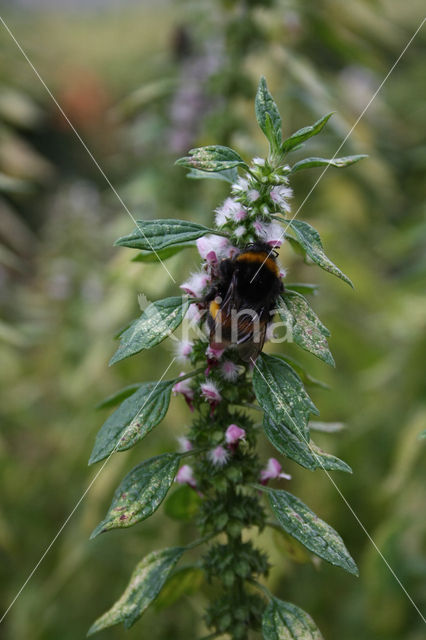 Motherwort (Leonurus cardiaca)