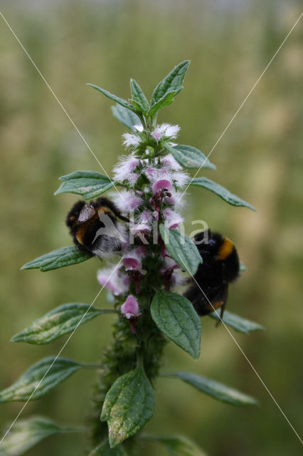 Motherwort (Leonurus cardiaca)