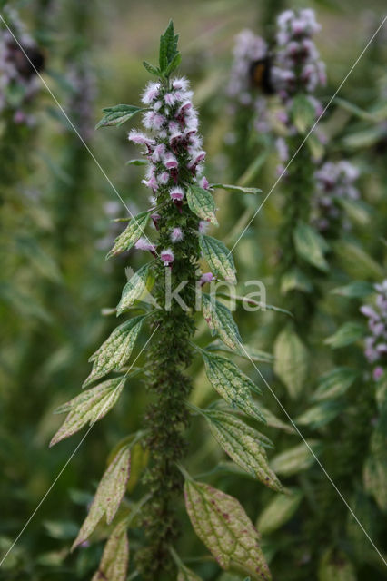 Motherwort (Leonurus cardiaca)