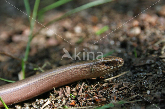 Slow Worm (Anguis fragilis)