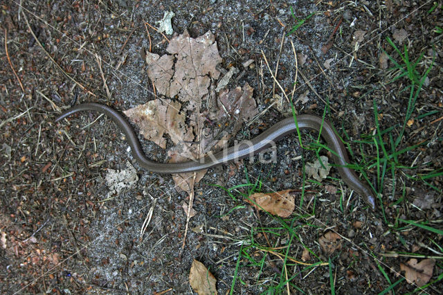 Hazelworm (Anguis fragilis)