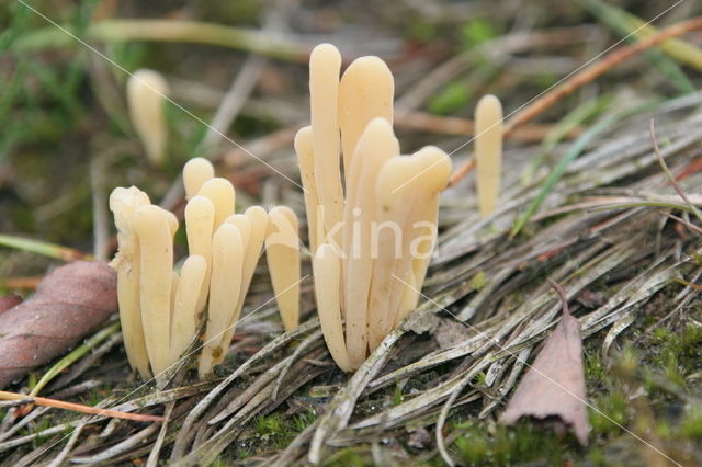 Heideknotszwam (Clavaria argillacea)