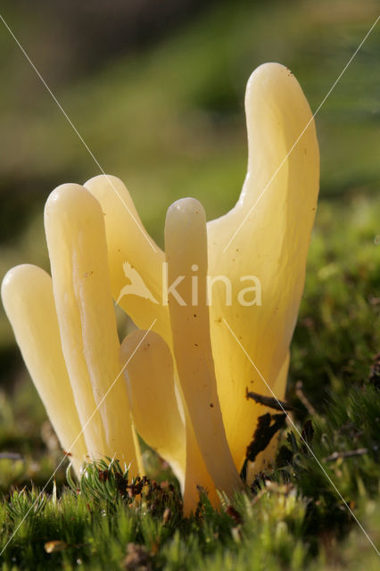 Moor Club (Clavaria argillacea)