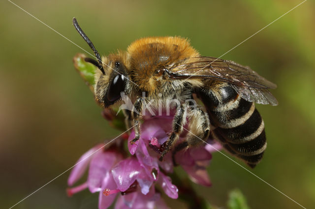 Colletes succinctus