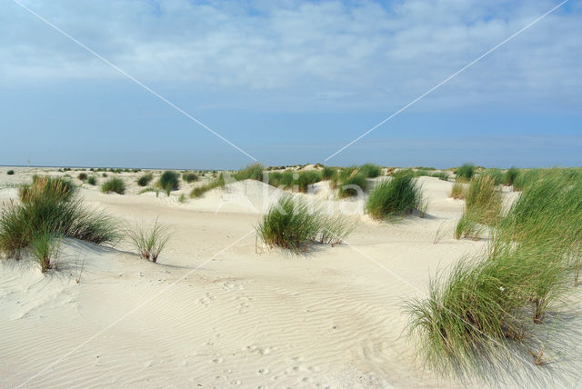 Marram (Ammophila arenaria)