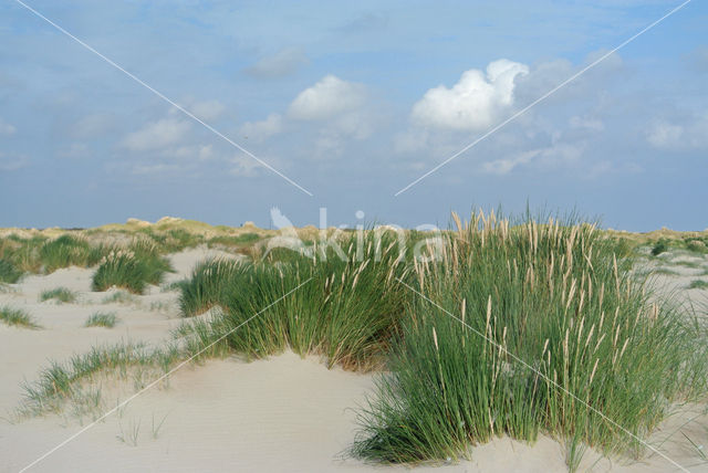 Marram (Ammophila arenaria)