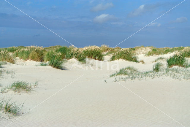 Marram (Ammophila arenaria)