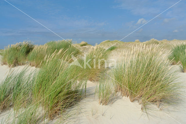 Marram (Ammophila arenaria)