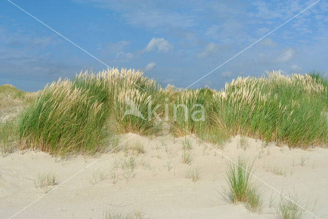 Marram (Ammophila arenaria)