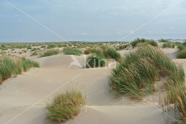 Marram (Ammophila arenaria)