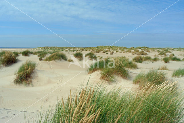 Marram (Ammophila arenaria)