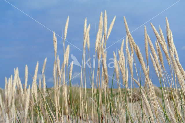 Marram (Ammophila arenaria)