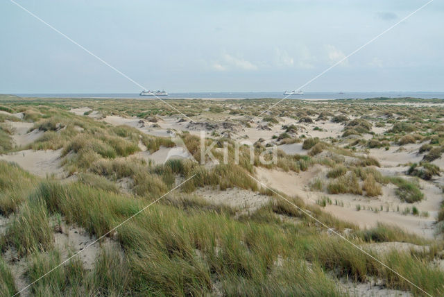 Marram (Ammophila arenaria)