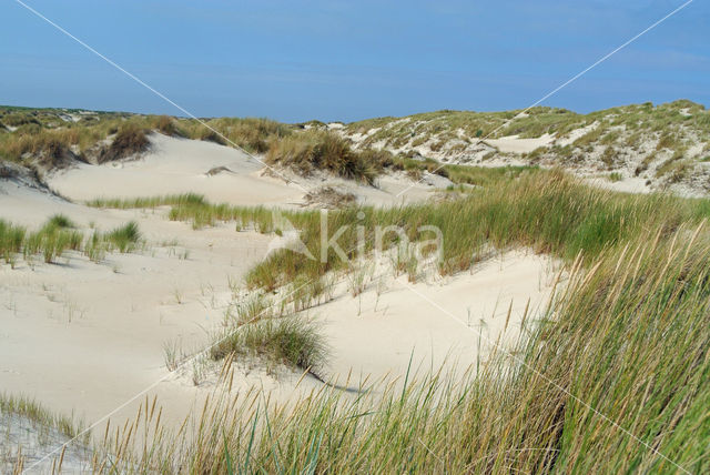 Marram (Ammophila arenaria)