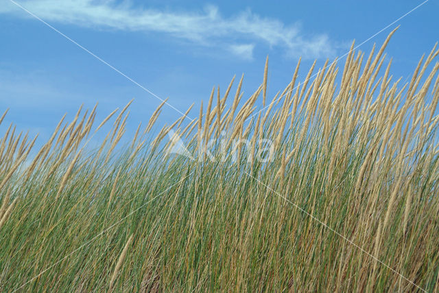 Marram (Ammophila arenaria)