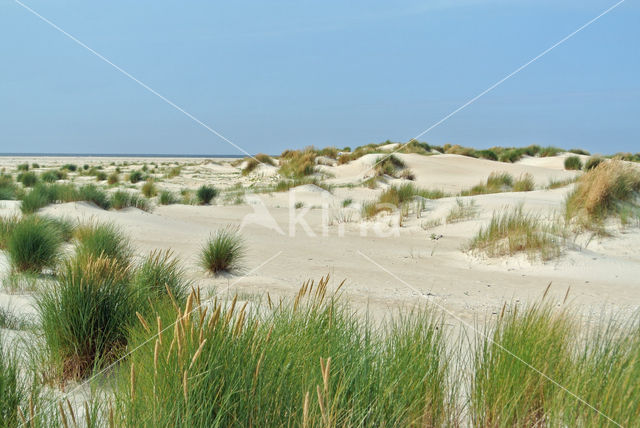 Marram (Ammophila arenaria)