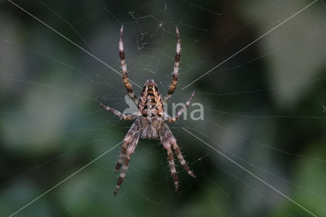 Herfstspin (Meta segmentata)