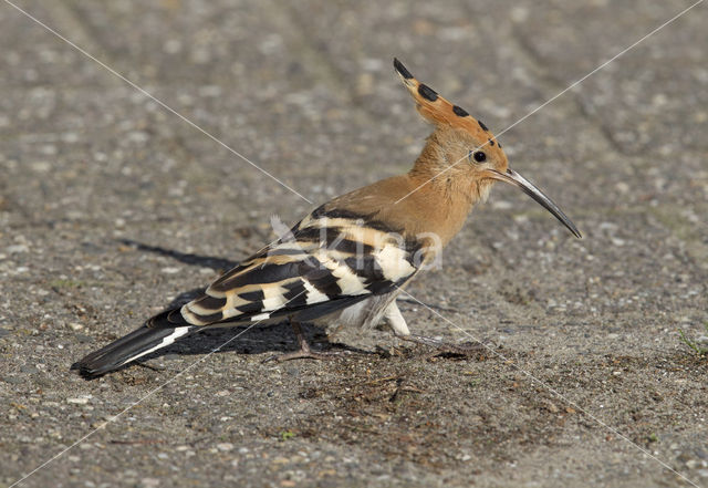 Hoopoe (Upupa epops)