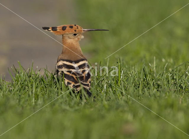 Hoopoe (Upupa epops)