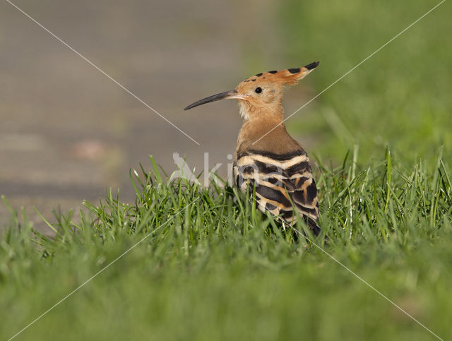 Hoopoe (Upupa epops)
