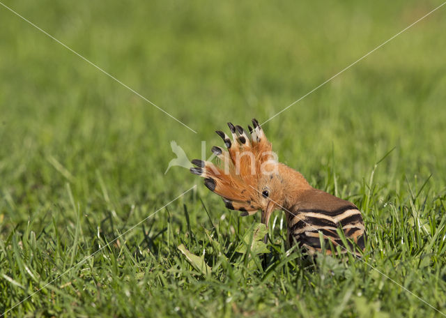 Hoopoe (Upupa epops)