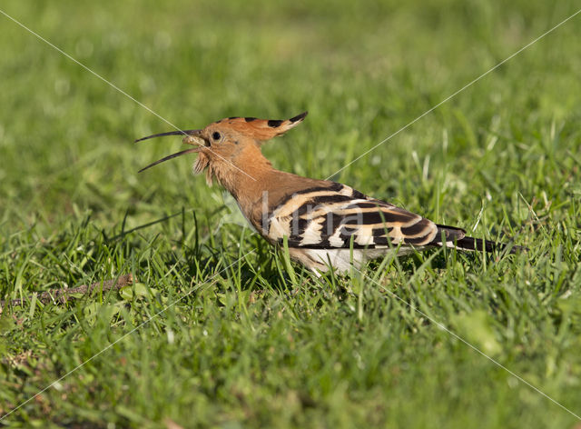 Hoopoe (Upupa epops)